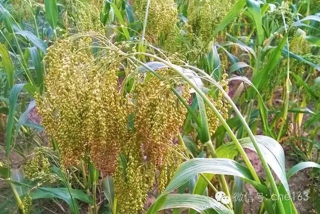 中国历史上的五谷到底指的是哪五种粮食作物?